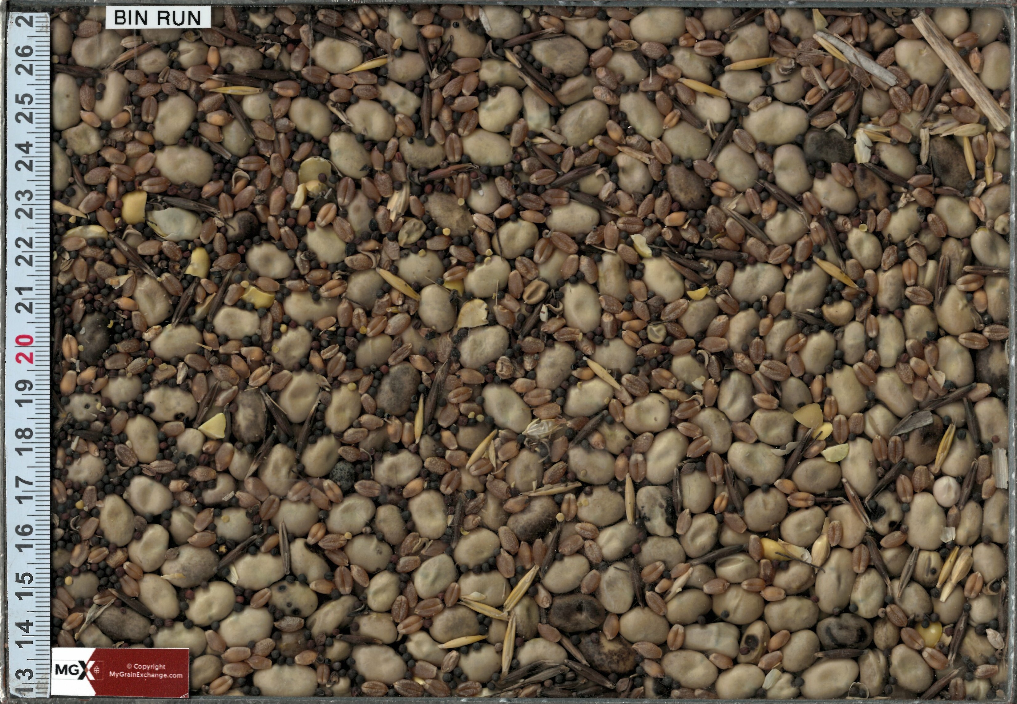 Faba Beans