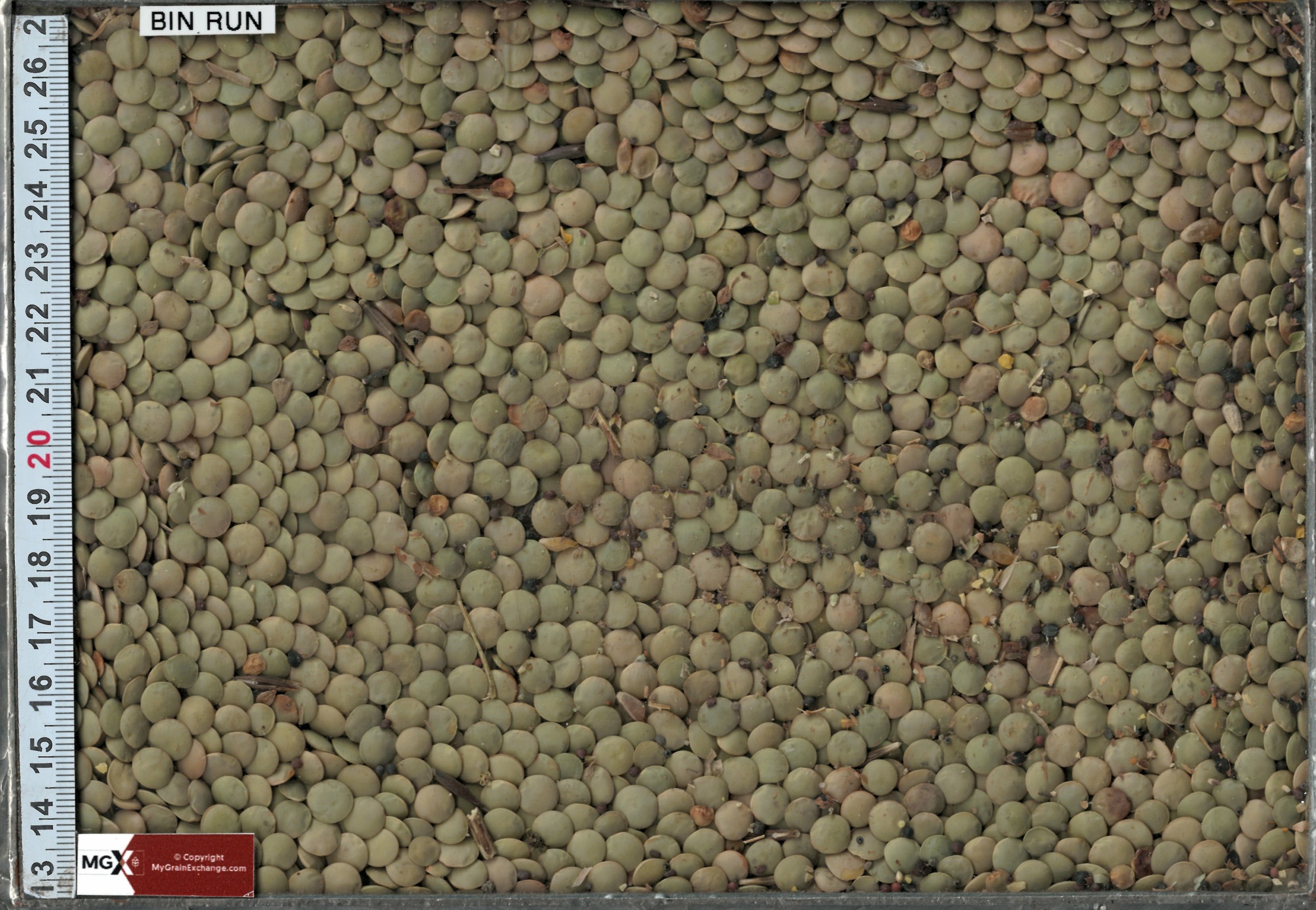 Lentils - Large Green