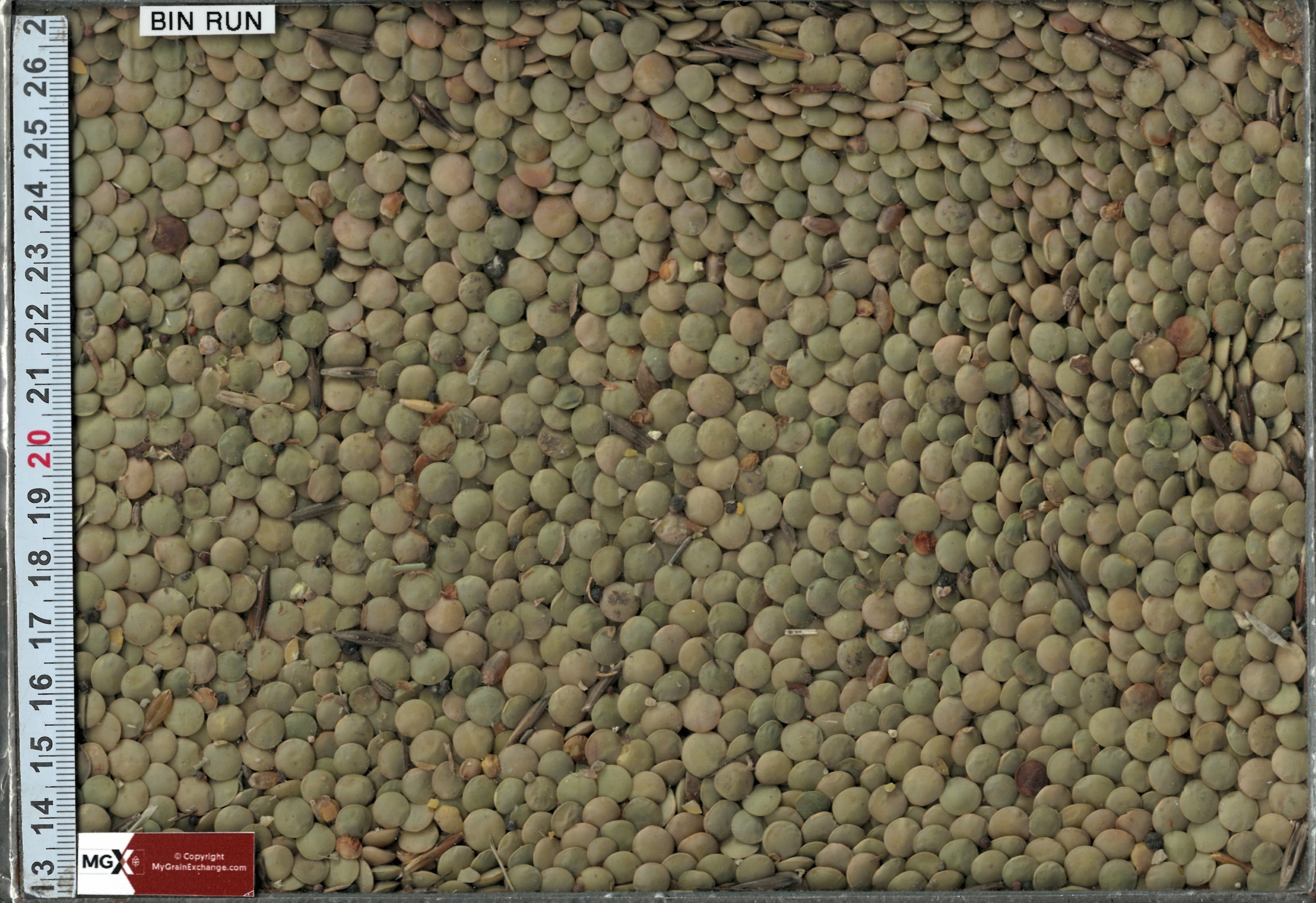 Lentils - Large Green