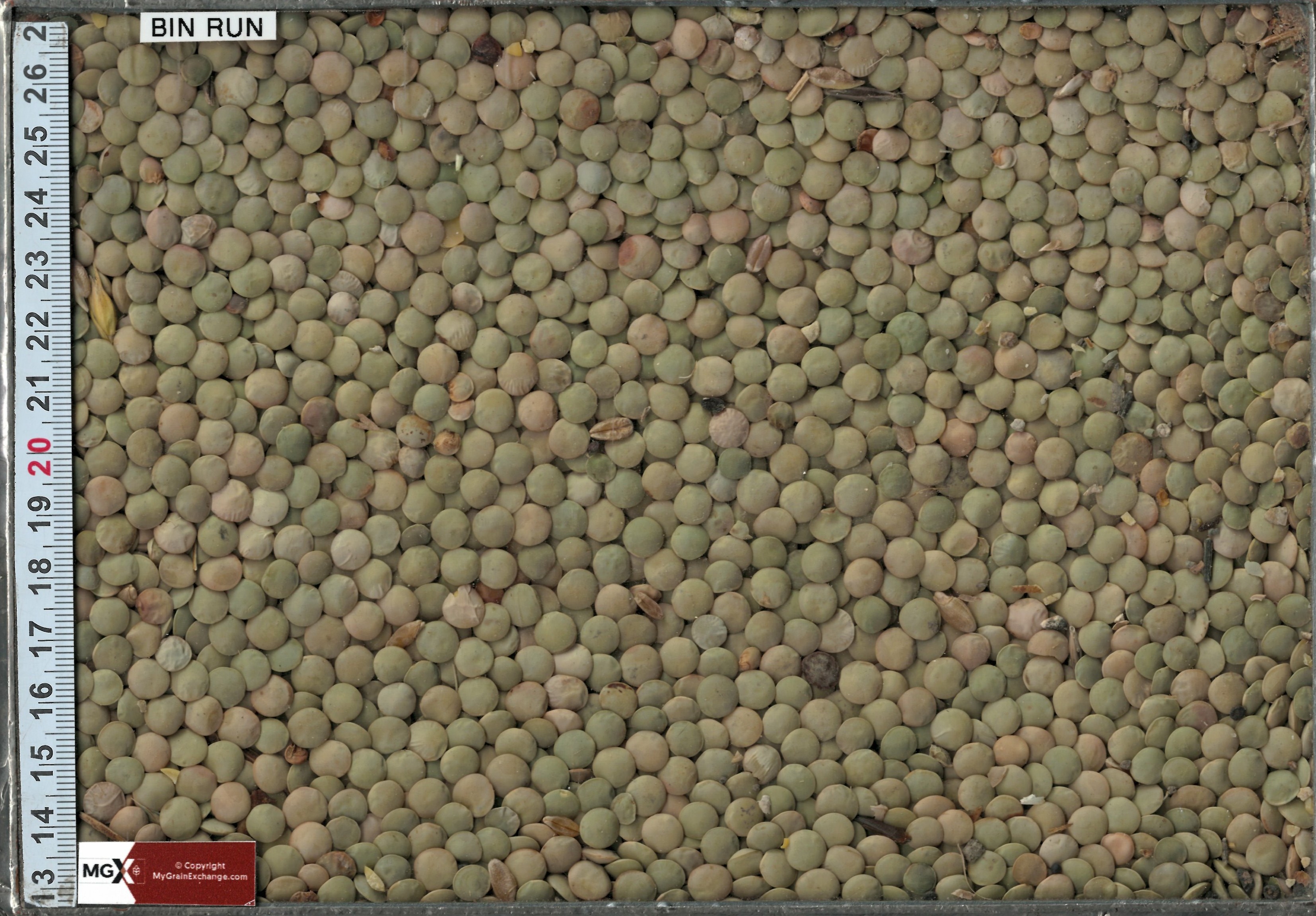 Lentils - Large Green