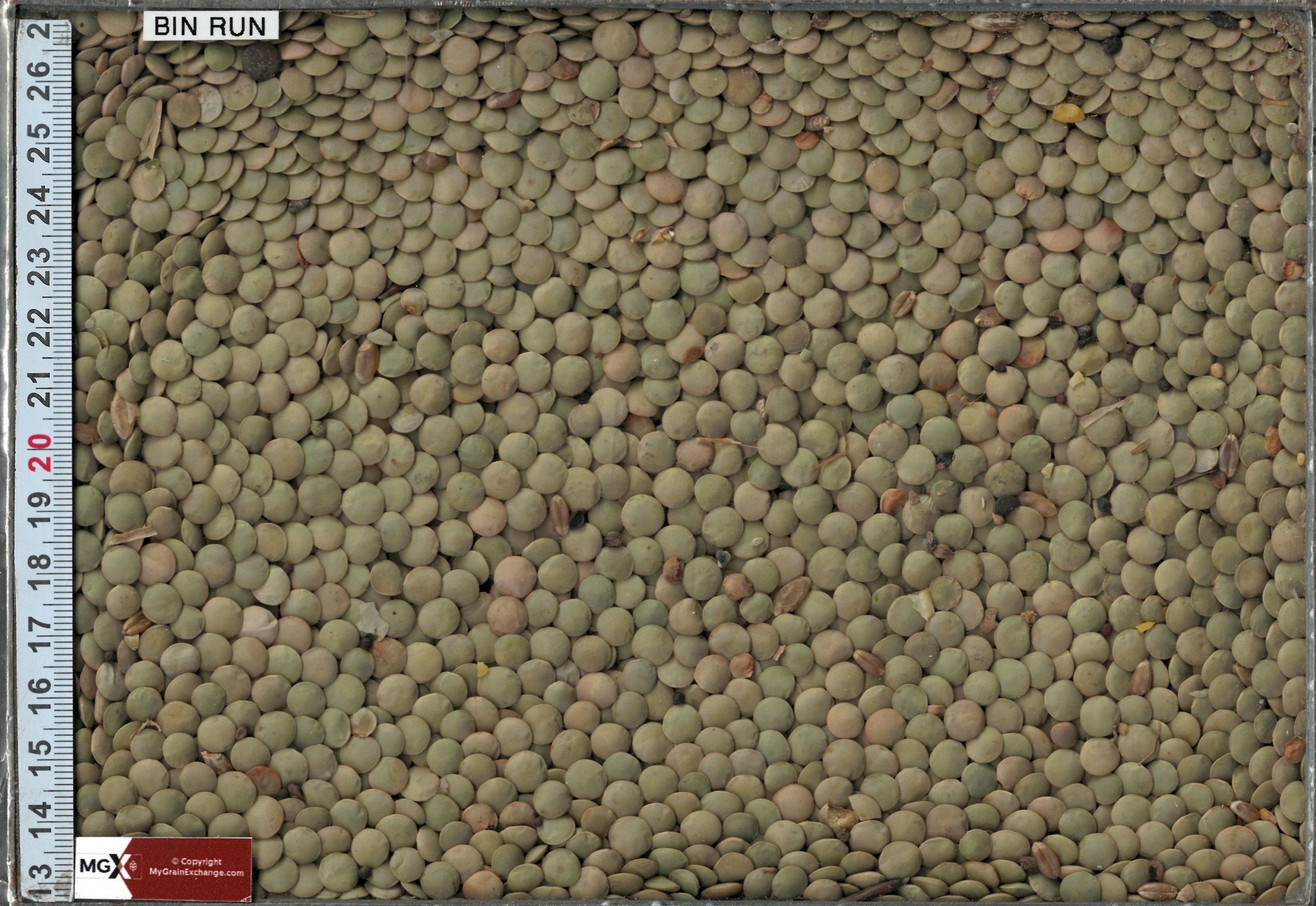 Lentils - Large Green
