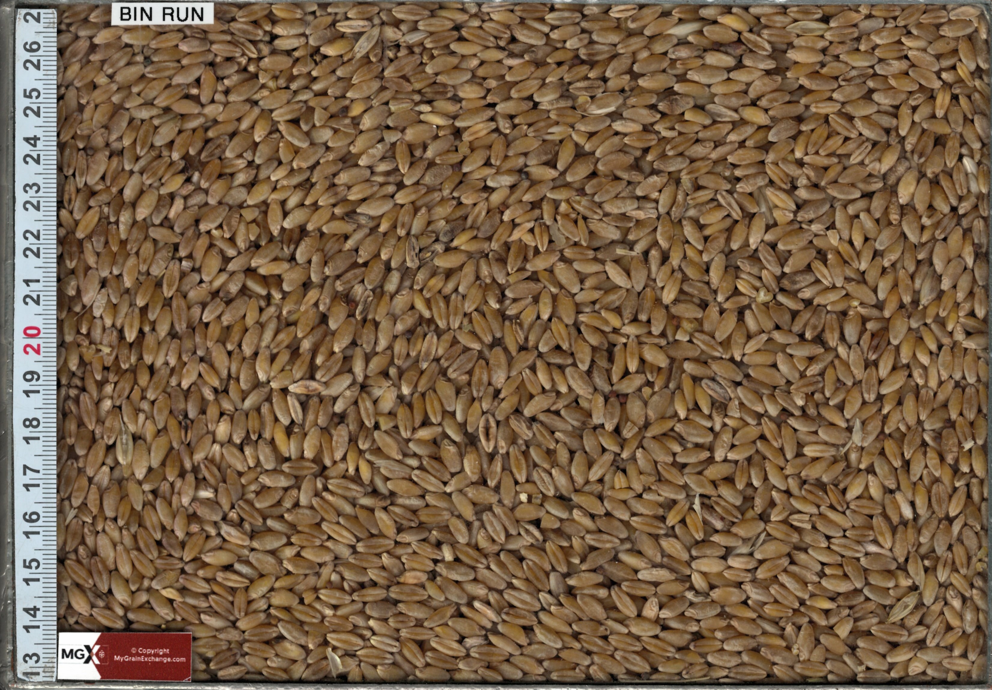 Wheat - Durum