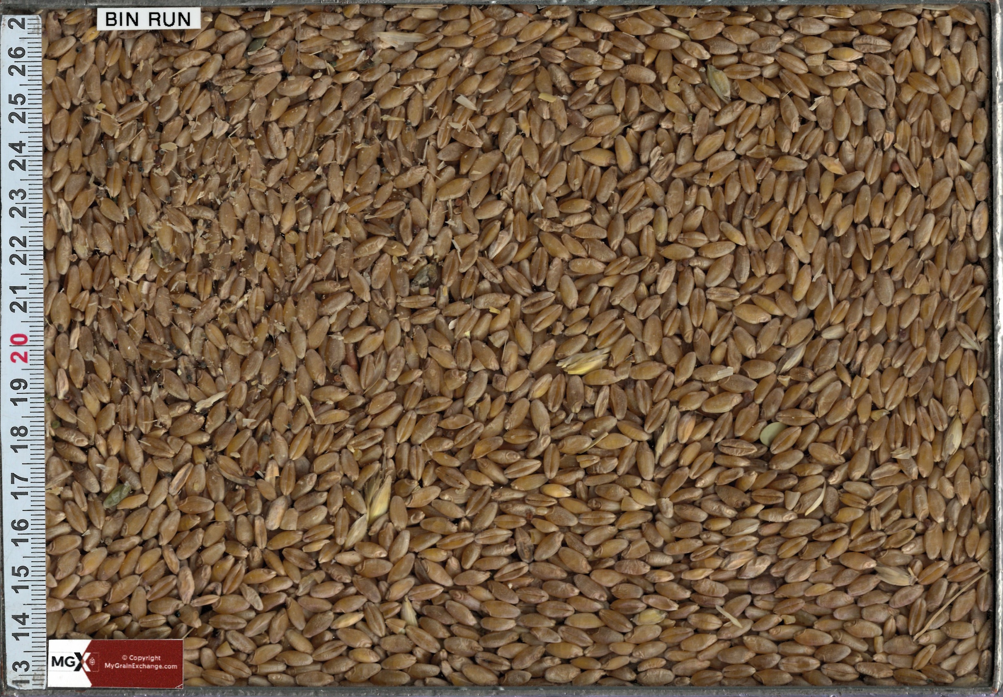 Wheat - Durum
