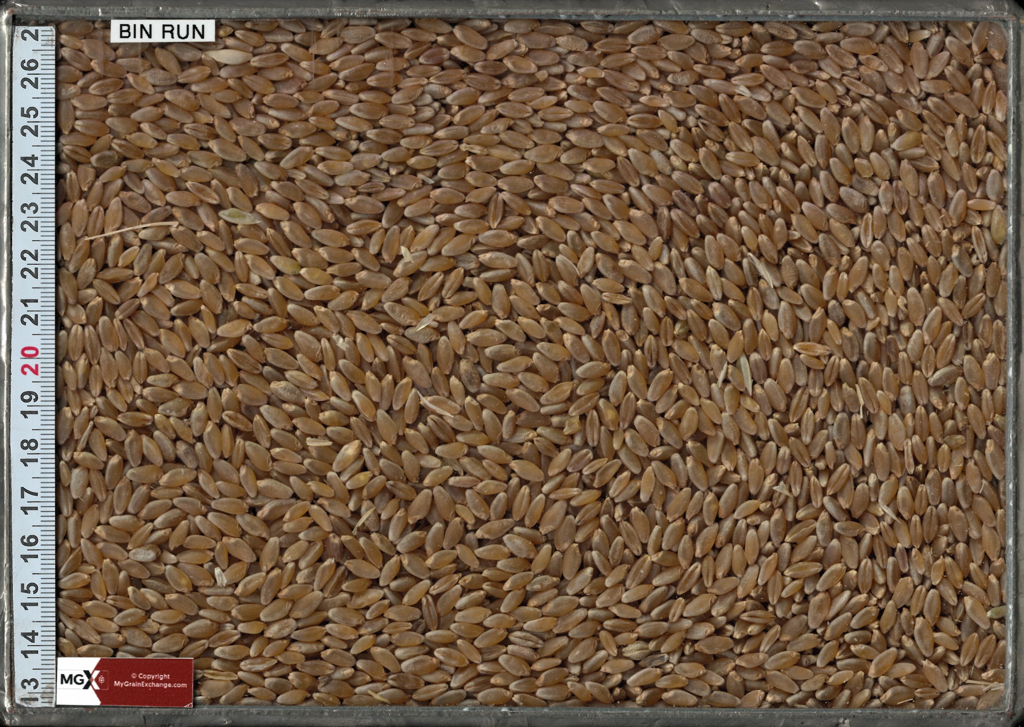 Wheat - Durum