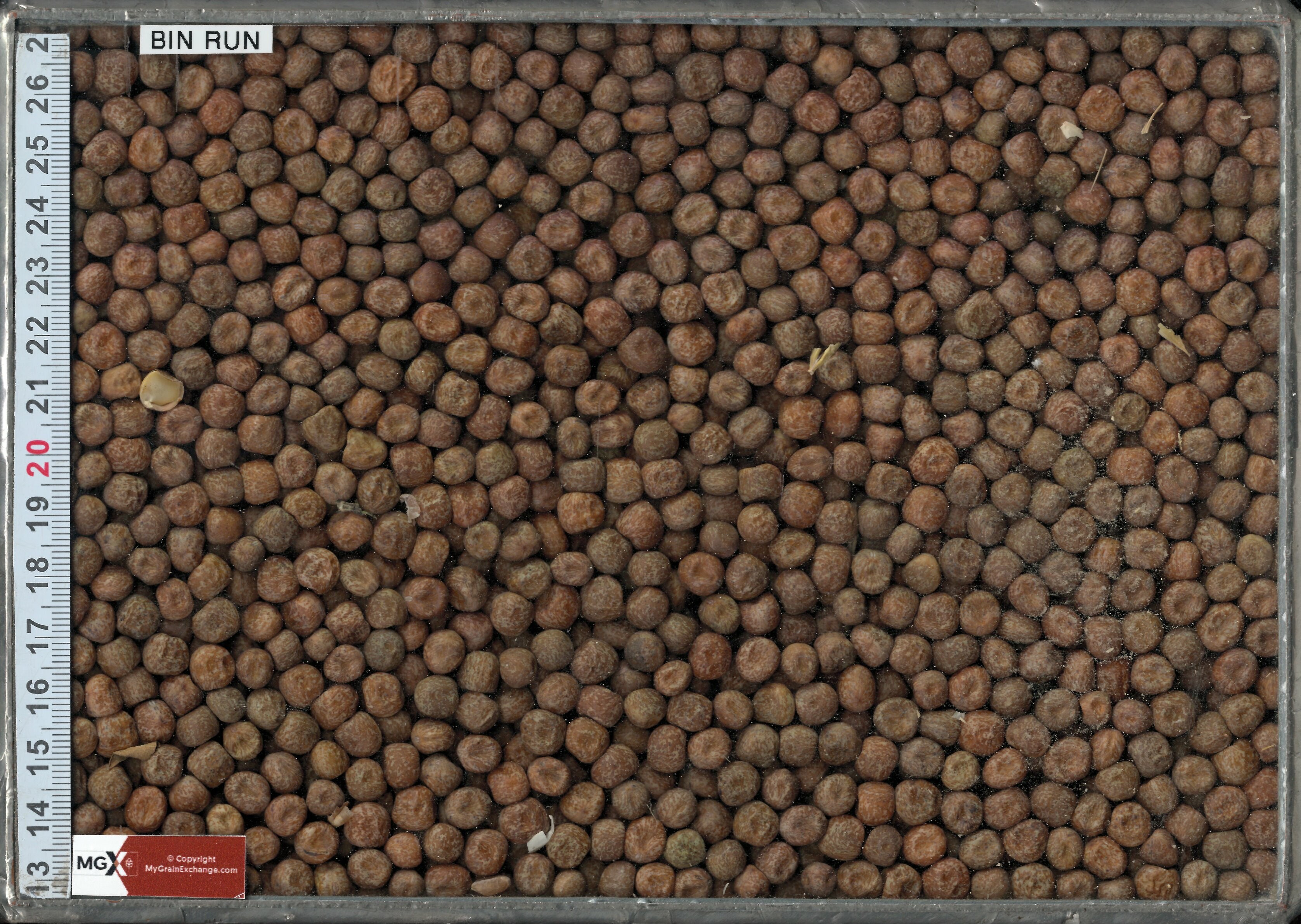 Peas - Coloured Flower/Maple