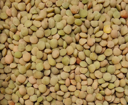 Lentils - Small Green