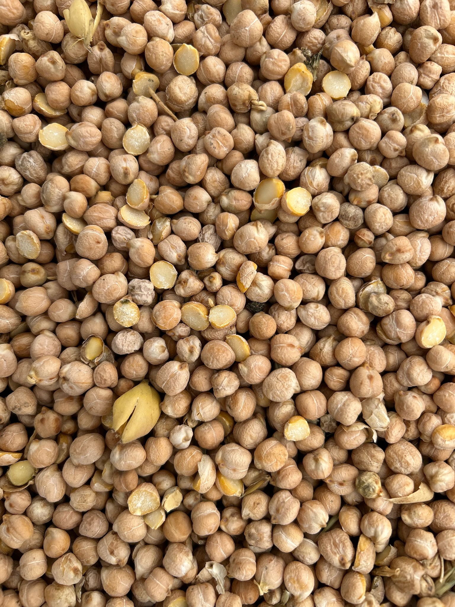 Kabuli Chickpeas
