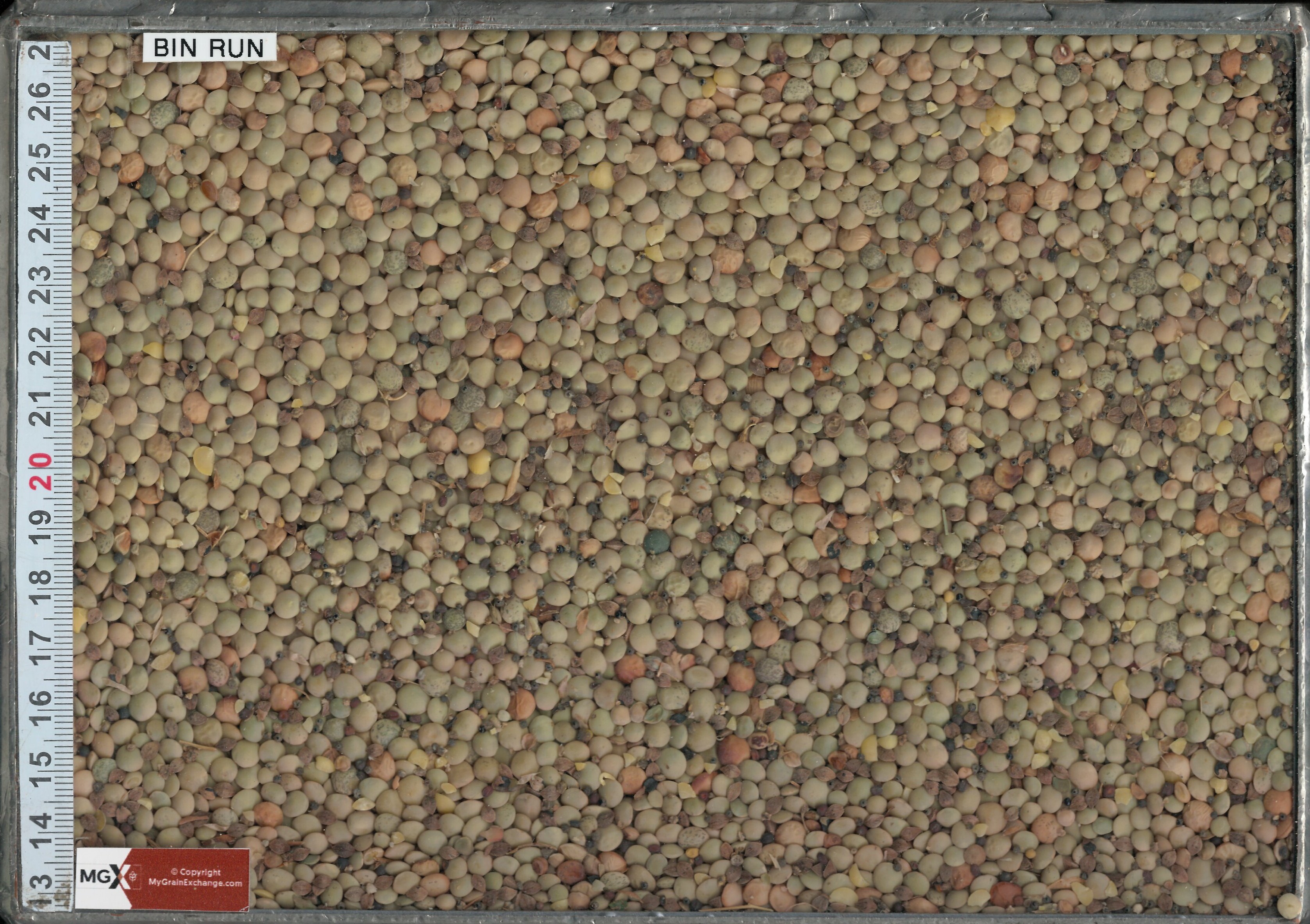 Small Green Lentils