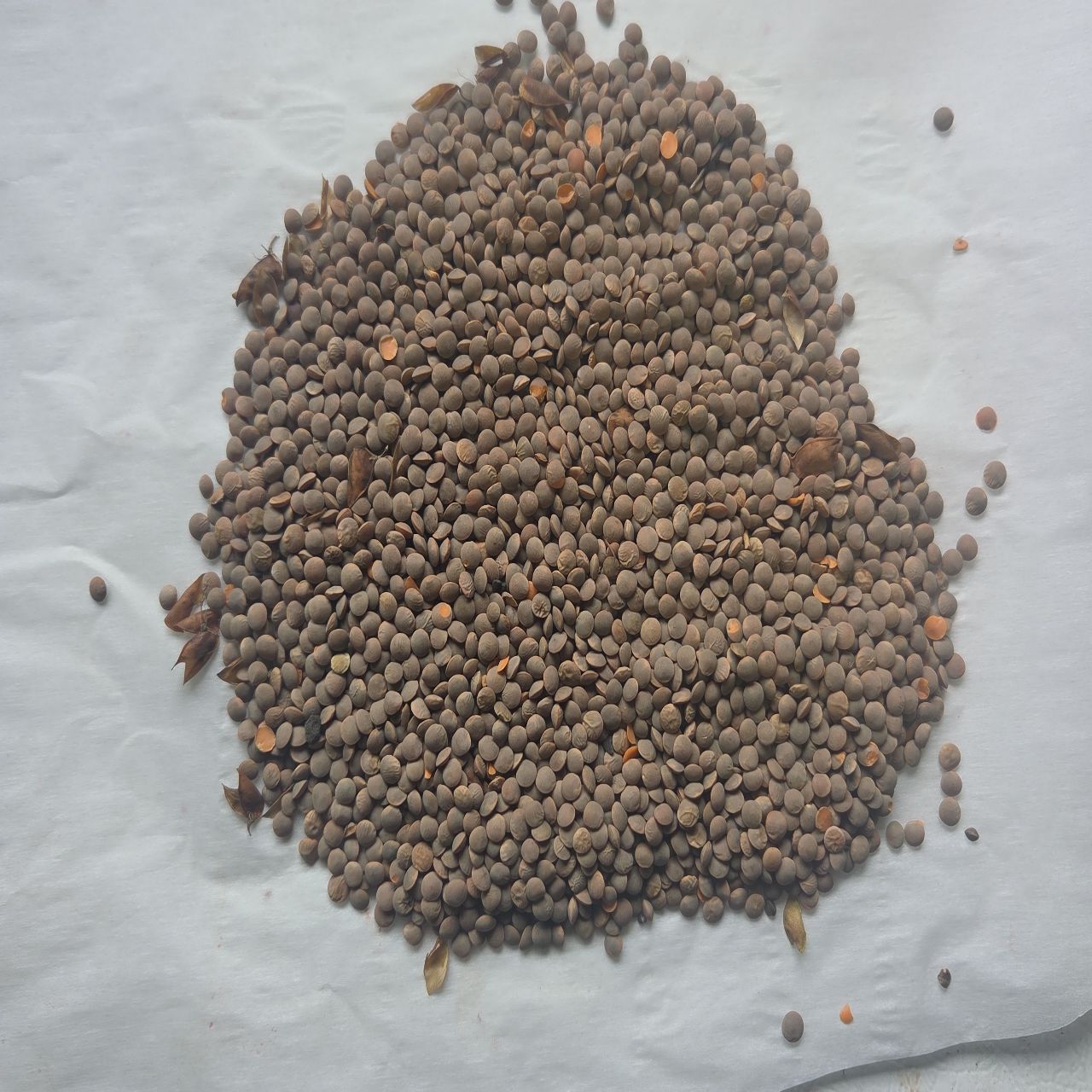Red Lentils