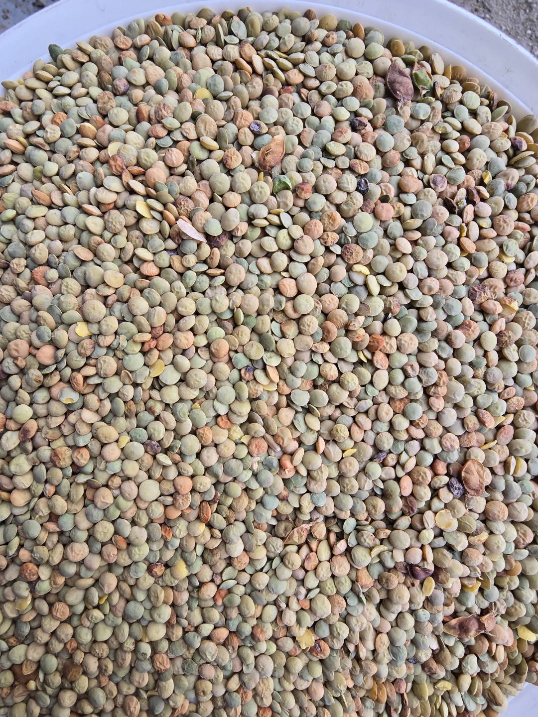 Large Green Lentils