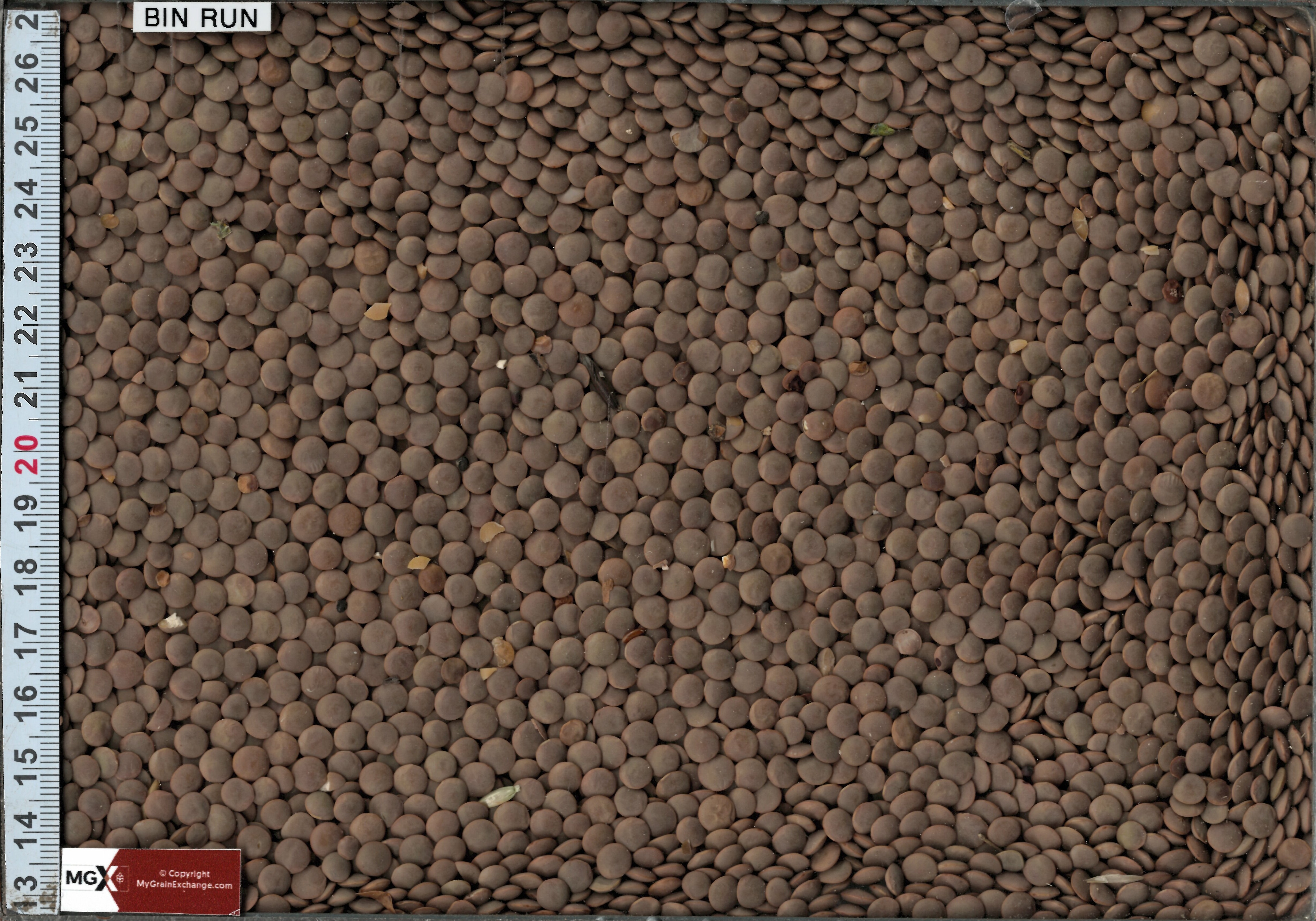 Red Lentils