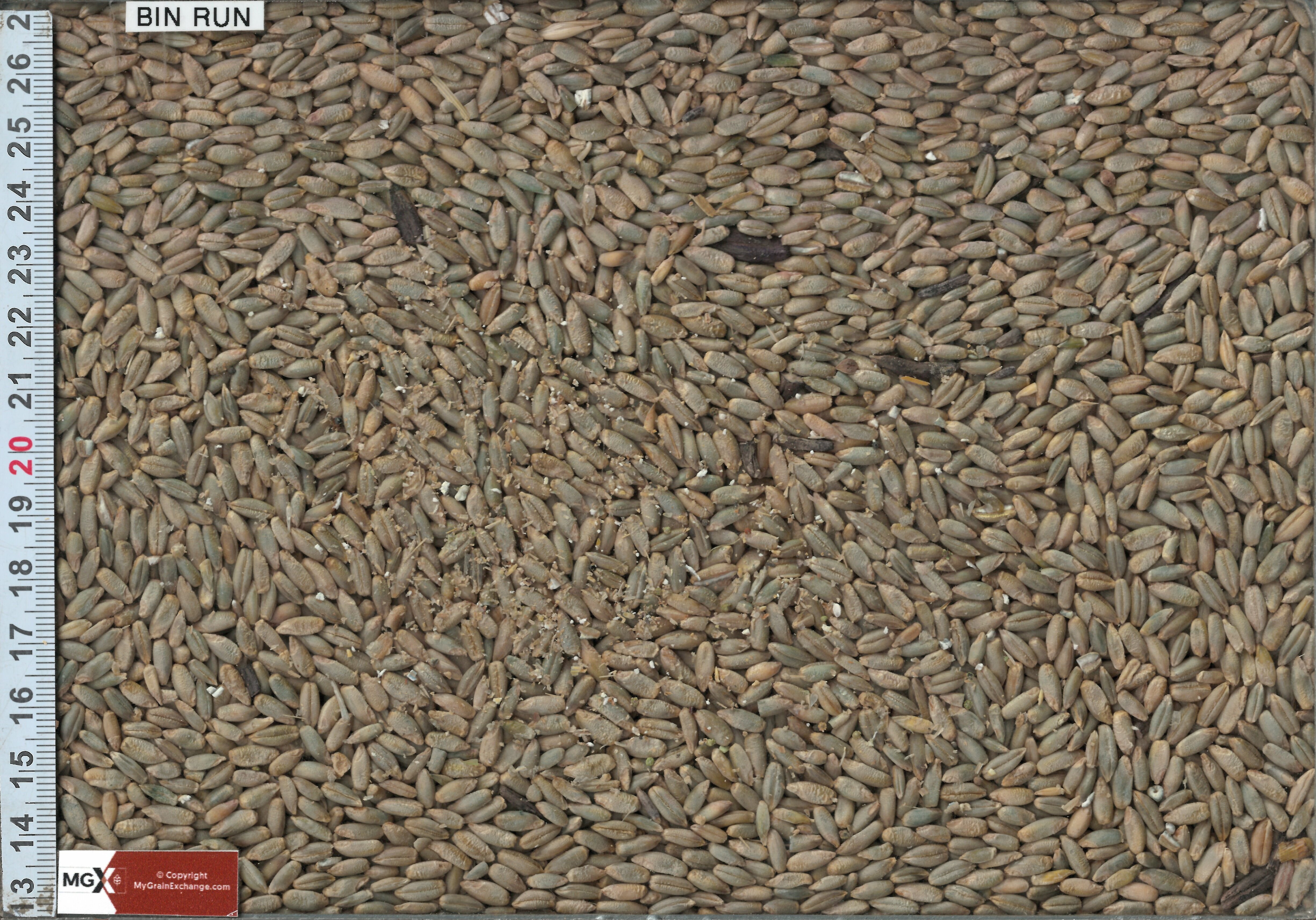 Rye