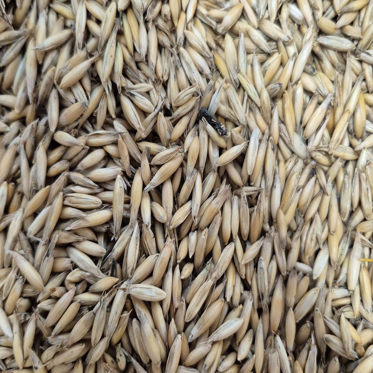 Oats