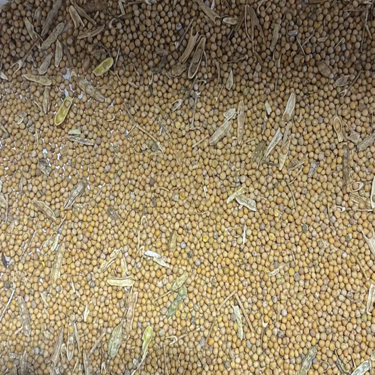 Yellow Mustard
