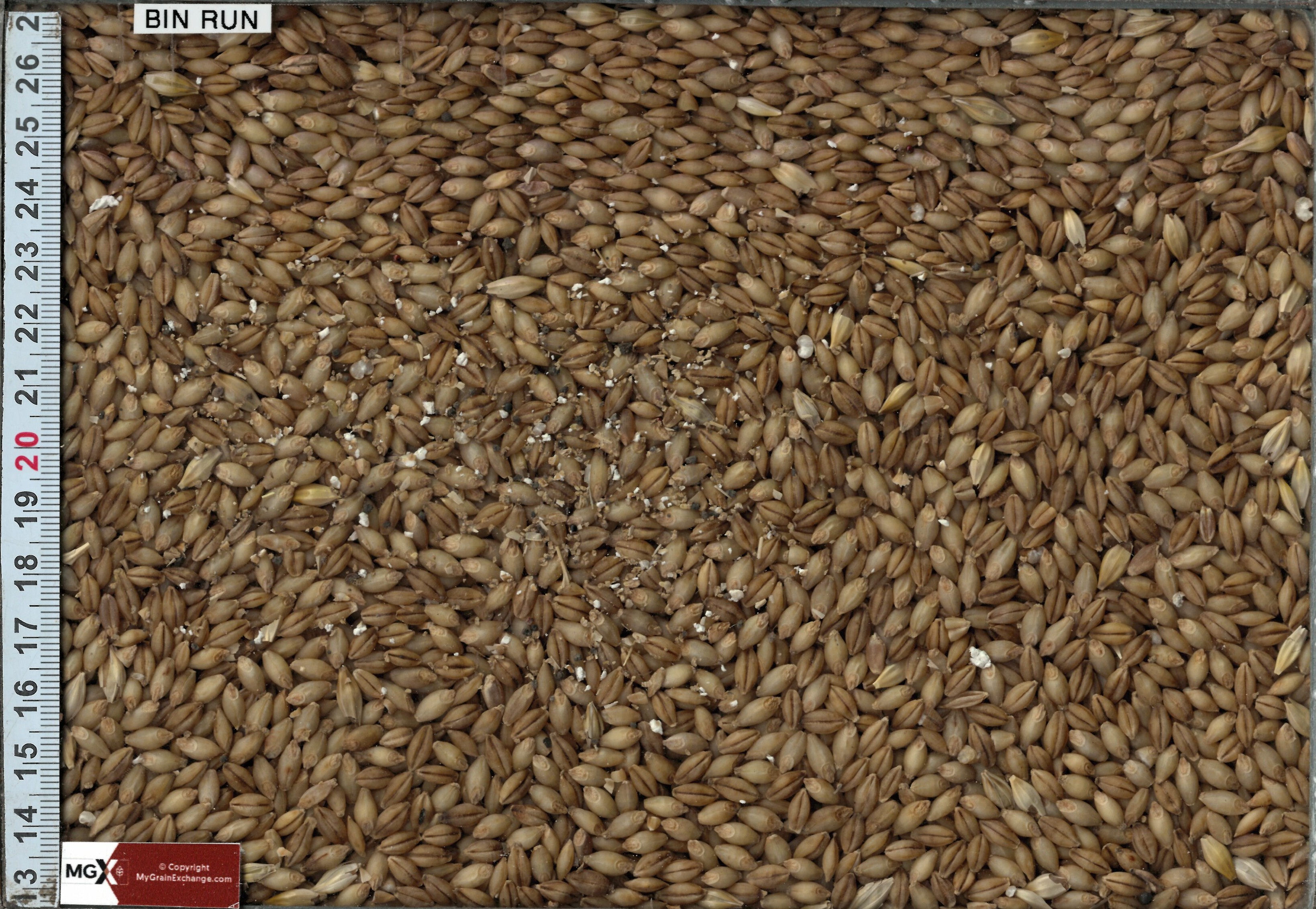 Feed Barley