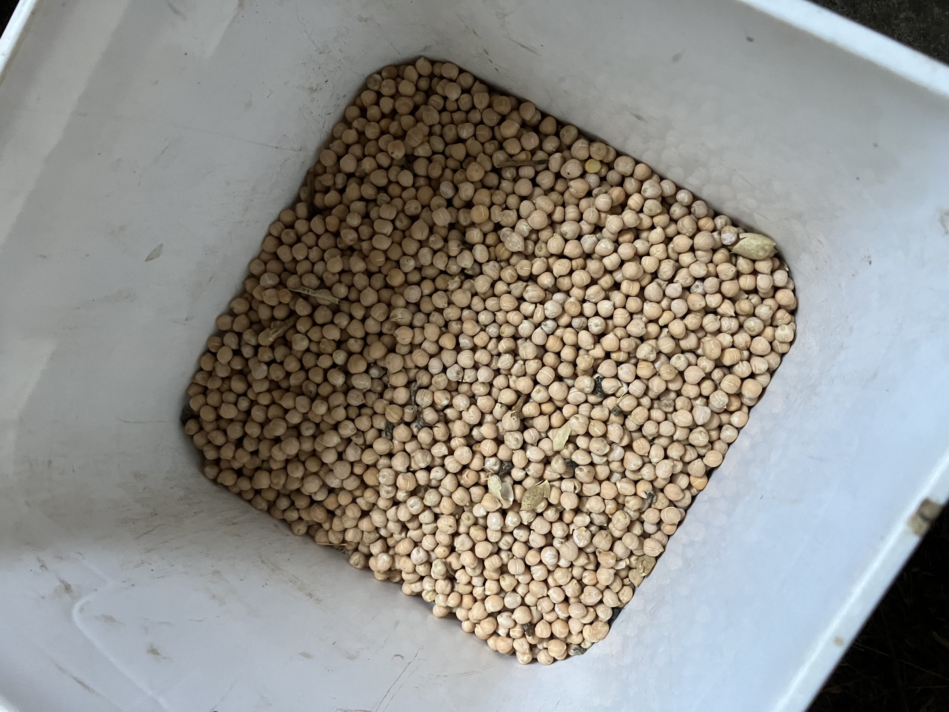 Kabuli Chickpeas