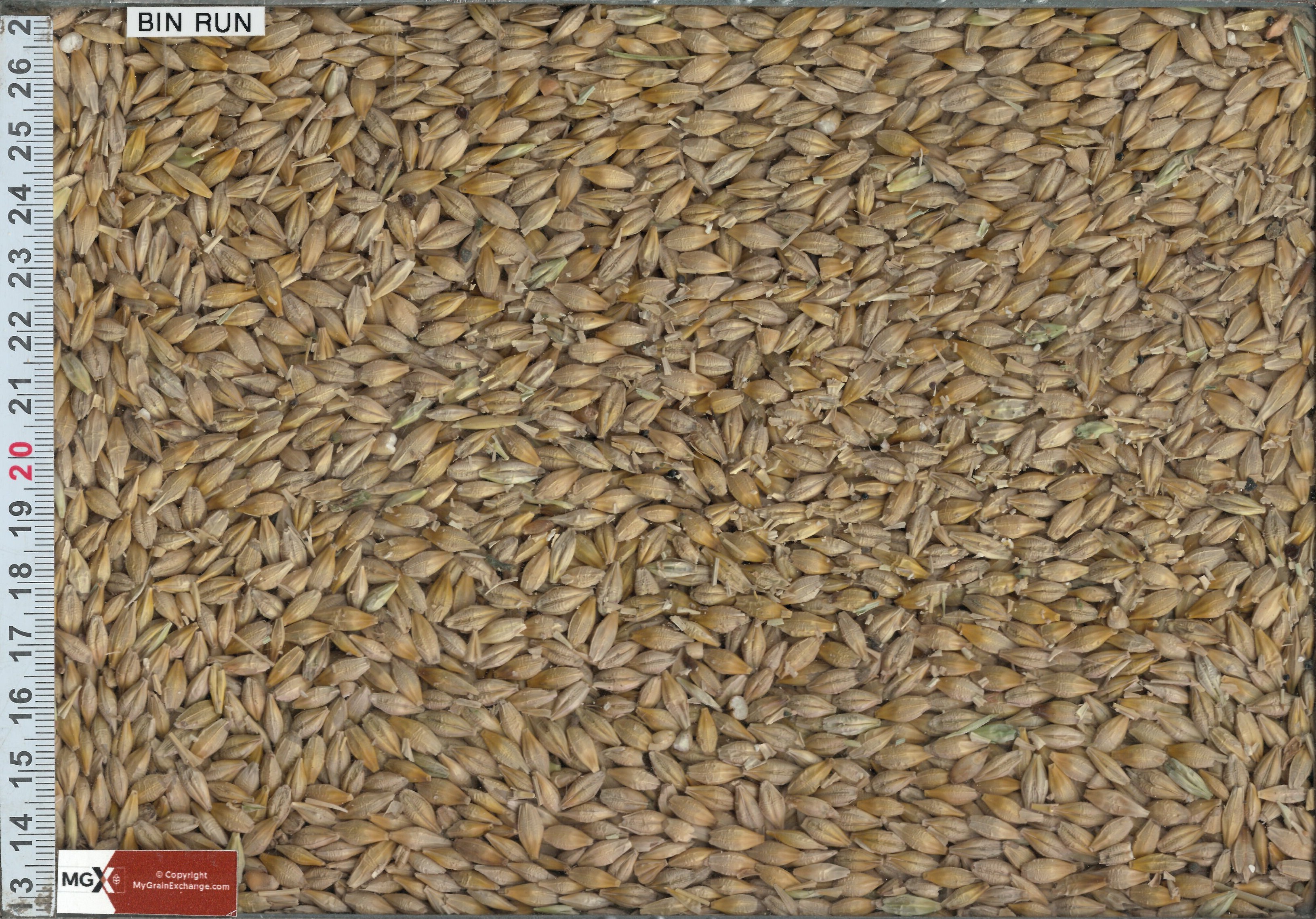 Feed Barley