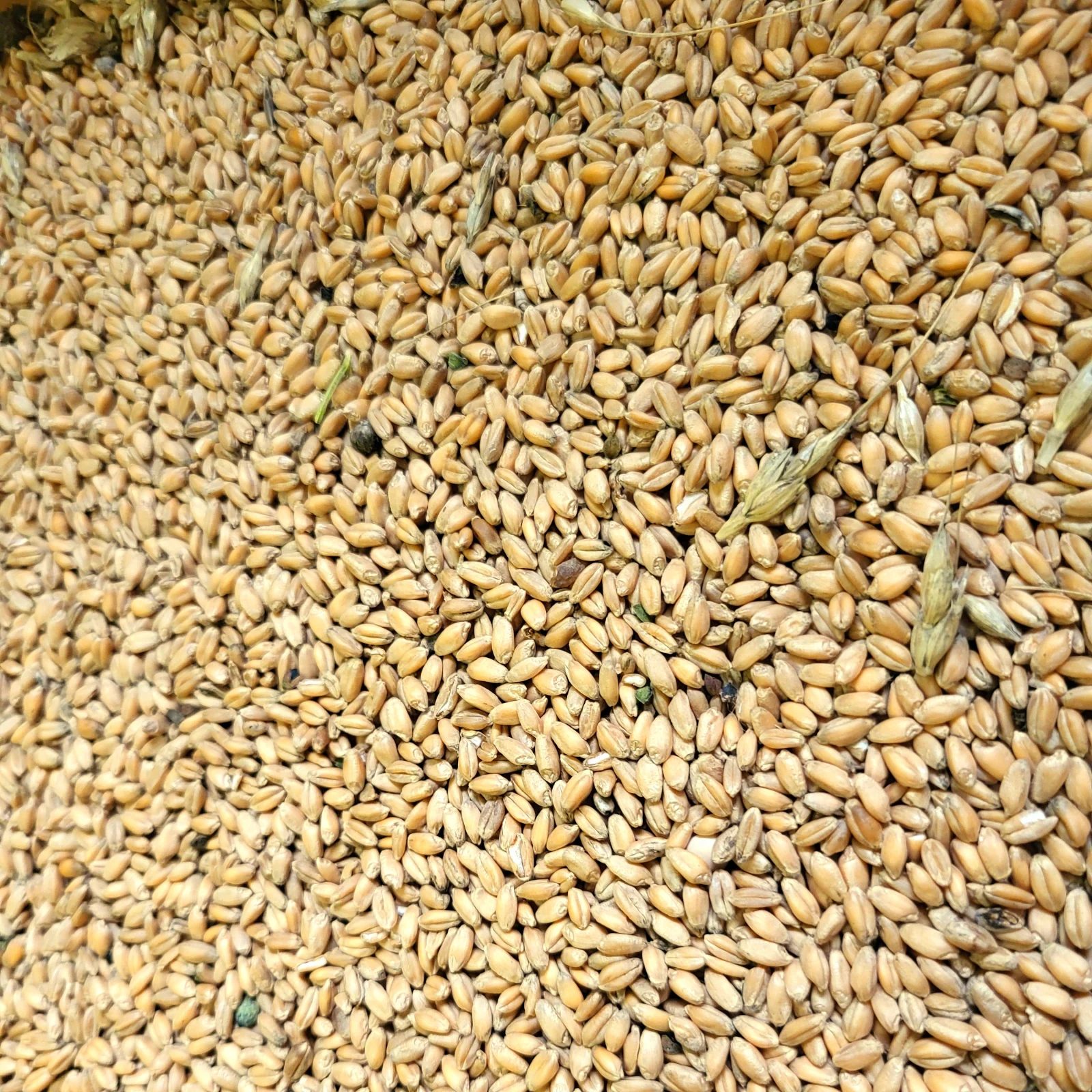 Wheat Canada Western Red Spring