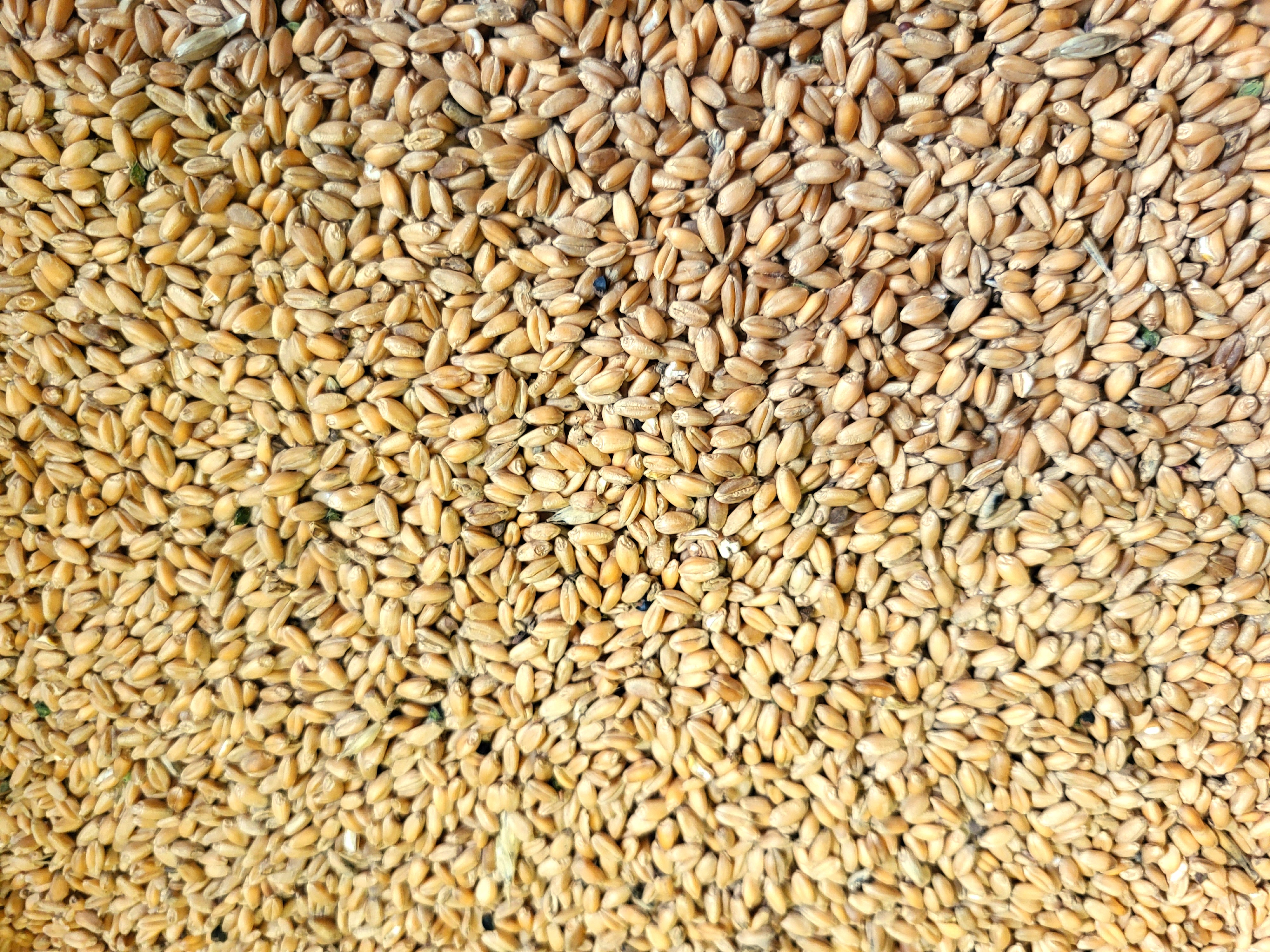 Wheat Canada Western Red Spring