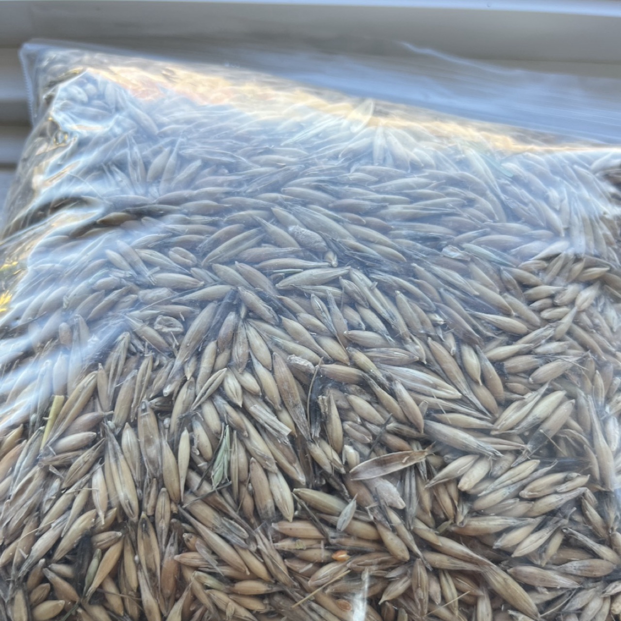 Oats