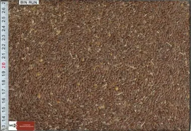 Flax