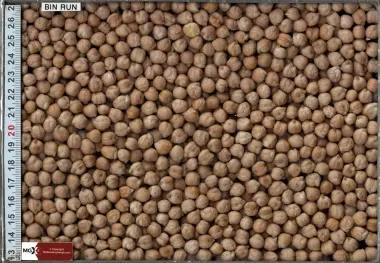 Kabuli Chickpeas