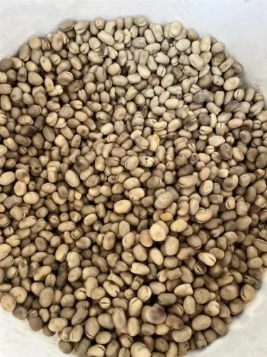 Faba Beans