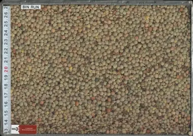 Small Green Lentils