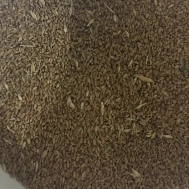 Wheat Hard Red Spring