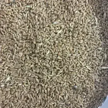 Wheat CPS R
