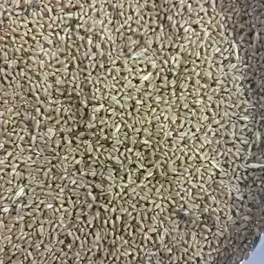 Wheat CPS R