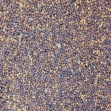Canola