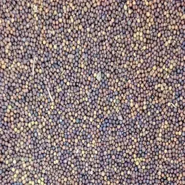 Canola