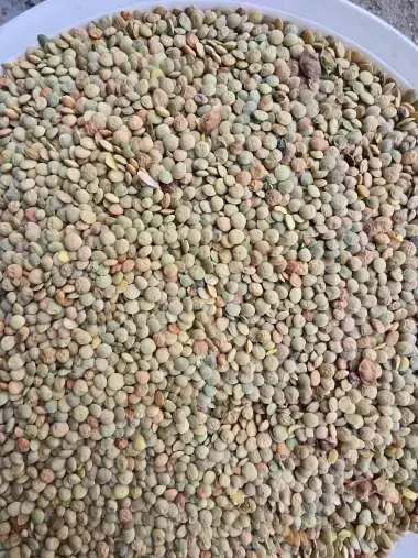 Large Green Lentils