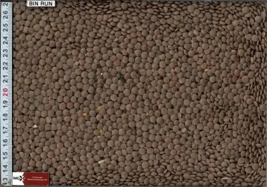 Red Lentils