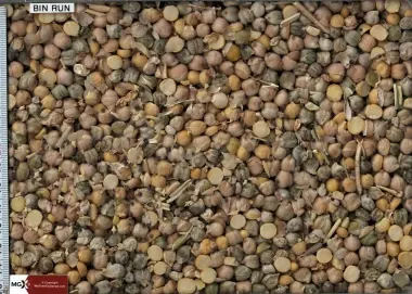 Chickpeas Screenings