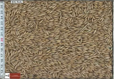 Oats