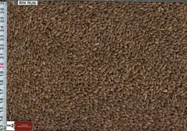 Wheat Hard Red Spring