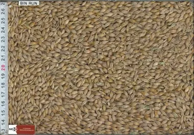 Feed Barley