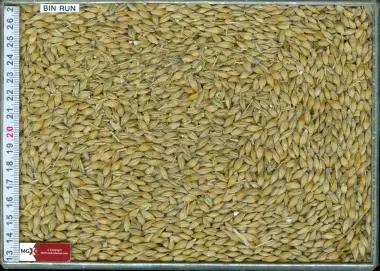Malt Barley