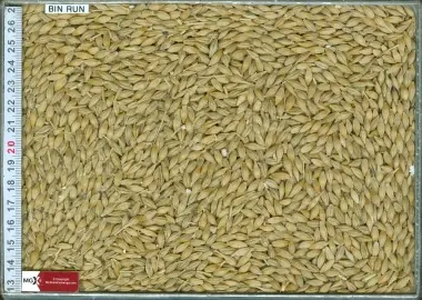 Malt Barley