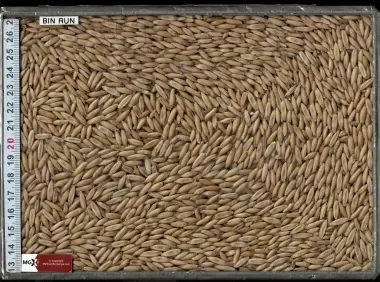 Oats