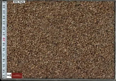 Wheat Hard Red Spring