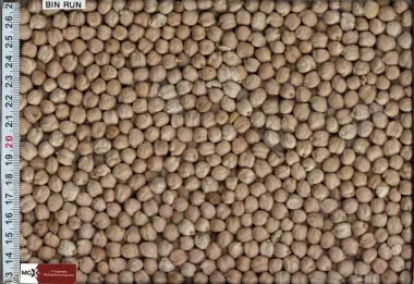 Kabuli Chickpeas